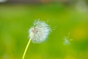 Wall Mural - dandelion on the green background