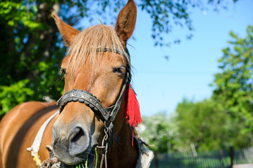 Horse in meadow. Summer day