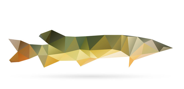 Polygon abstract illustration of pike