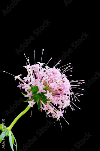 4 Best ハナクルマバソウ Images Stock Photos Vectors Adobe Stock