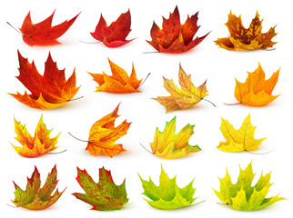 Wall Mural - isolated leaf collection. colorful autumn maple leaves isolated on white background