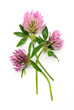 Wiesen-Klee  (Trifolium pratense)