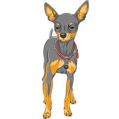 Wall Mural - vector sketch dog Chihuahua breed