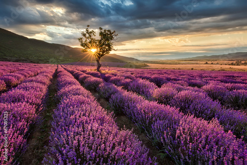 Fototapeta na wymiar Stunning landscape with lavender field at sunrise