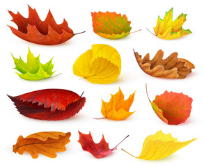Wall Mural - isolated leaves. various autumn leaves of many colors isolated on white background