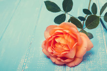 Peach Colored Rose On The Table