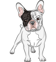 Vector Sketch Domestic Dog French Bulldog Breed