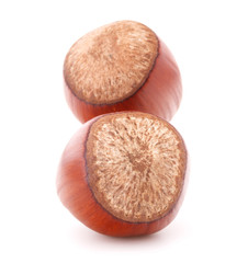 hazelnut or filbert nut isolated on white background cutout