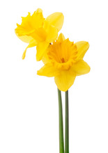 Daffodil Flower Or Narcissus  Bouquet  Isolated On White Backgro