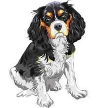 Vector Color Sketch Of The Dog Cavalier King Charles Spaniel Bre
