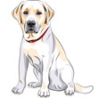 vector sketch yellow dog breed Labrador Retriever sitting