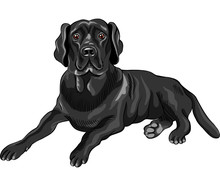 Vector Sketch Dog Breed Black Labrador Retrievers