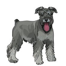 Vector Miniature Schnauzer Dog With His Tongue Hanging Out