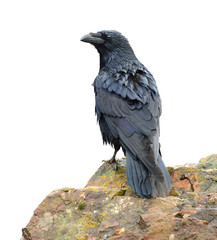 Poster - Raven perching on a rock