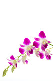 Fototapeta Motyle - Purple orchid flower isolated white background