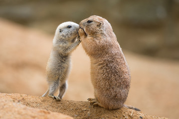 adult prairie dog (genus cynomys) and a baby sharing their foo
