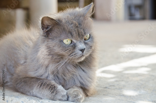 grey birman cat