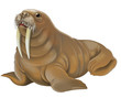 Cartoon animal - walrus - illustration for children