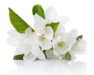 Wall Mural - Spring blossoms - Apple tree flowers isolated on white