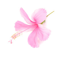 Delicate Pink Hibiscus Flower Is Isolated On White Background