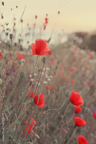 Naklejka - mata magnetyczna na lodówkę Poppy Flowers