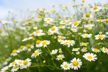 Chamomile Flowers On Sky Background