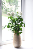 Fototapeta Tulipany - White roses in vase against window