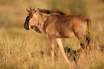 Sticker - Blue wildebeest calf