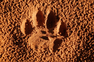 Wall Mural - lion paw imprint in soft sand