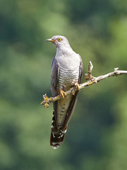 Wall Mural - Common Cuckoo (Cuculus canorus)