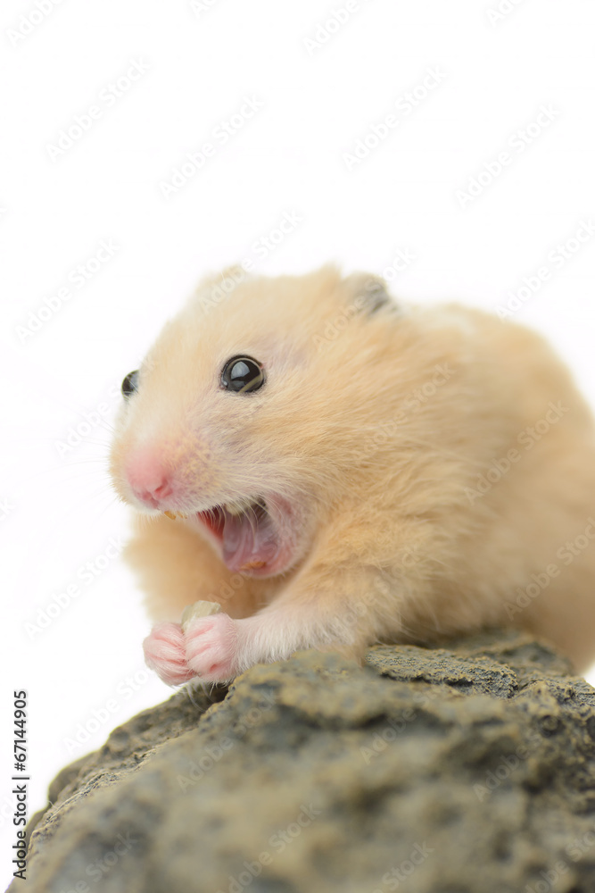 大口を開けるキンクマハムスター Stock Photo | Adobe Stock