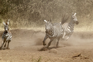 Wall Mural - Herd of zebras gallopping