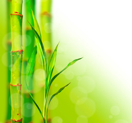  Piękny bambusowy tło z bokeh