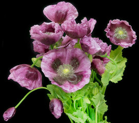 Wall Mural - Poppy flower on black background