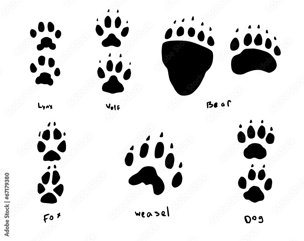 animal tracks Stock Vector | Adobe Stock