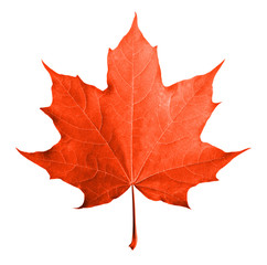 red maple leaf isolated