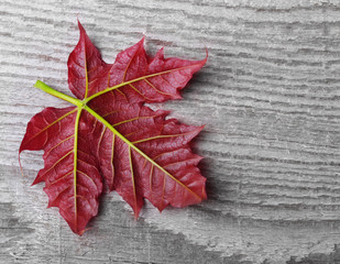 Wall Mural - Red maple leaf