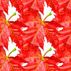 Wall Mural - Red maple leaves
