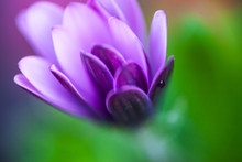 Purple Flower Of Osteospermum