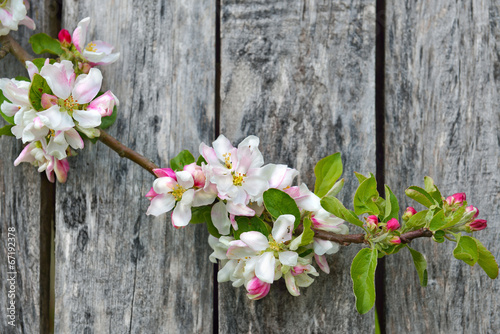 Naklejka na szybę blossoming apple