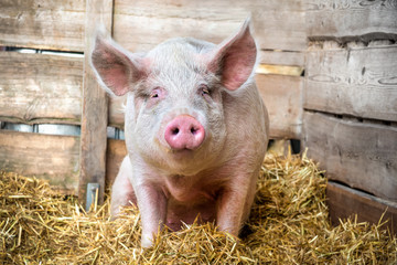 Pig on hay and straw