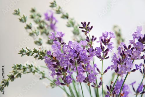 Fototapeta do kuchni lavender