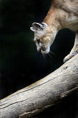 Wall Mural - puma