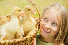 Happy Little Girl Holding The Basket Of Goslings