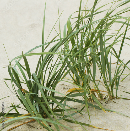 Naklejka dekoracyjna Green grass on sand.