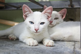 Fototapeta Koty - white cat hide
