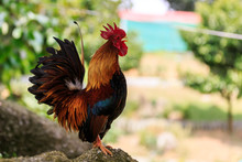 Colorful Rooster Crowing
