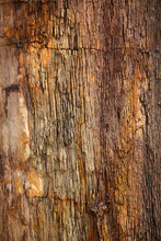 Closeup Of Petrified Tree Trunk As A Textured Colorful Backgroun