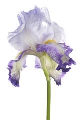 Wall Mural - iris