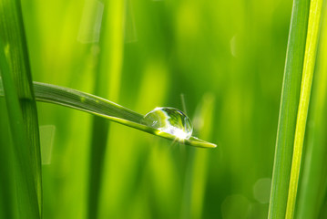 Wall Mural - drop on grass